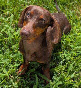 Ruby in NC -  Dachshund Dog for Adoption in Shelbyville, Tennessee - Ruby In NC | PetCurious