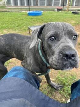 Jeremiah -  Mixed Breed Dog for Adoption in Chamblee, Georgia - Jeremiah | PetCurious