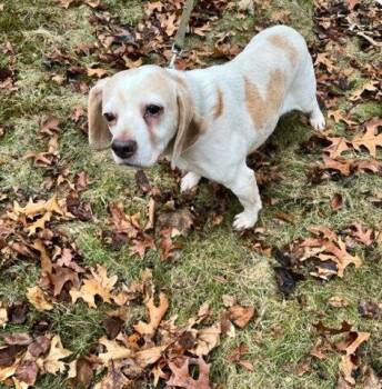 Beagle Dogs Available for Adoption - Bella | PetCurious