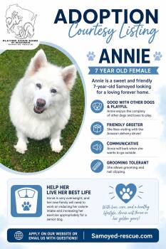Annie - COURTESY LISTING -  Samoyed Dog for Adoption in Milwaukee, Wisconsin - Annie - COURTESY LISTING | PetCurious