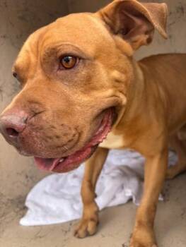 Buster -  Pit Bull Terrier and Mixed Breed Dog for Adoption in Honolulu, Hawaii - Buster | PetCurious
