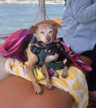 Rescue Miniature Pinscher Dogs for Adoption in Carlsbad, California - Spanky And Pepper | PetCurious