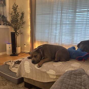 Pit Bull Terrier and American Bully Dogs Available for Adoption in Sacramento, California - Roxy | PetCurious