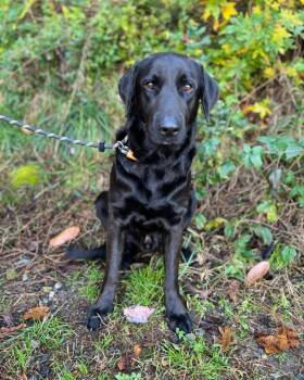 Rescue Labrador Retriever and American Staffordshire Terrier Dogs for Adoption in Ellijay, Georgia - Franz | PetCurious