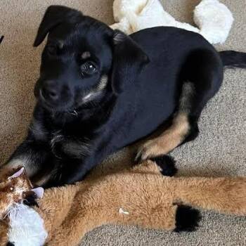 Beagle Dogs Available for Adoption - Celina D68537 | PetCurious