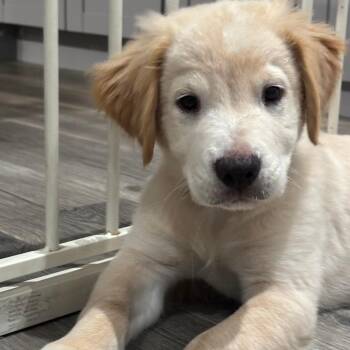 Shrek -  Retriever Dog for Adoption in South Elgin, Illinois - Shrek | PetCurious