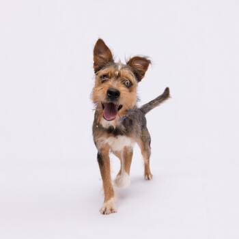 Ollie -  Wire Fox Terrier and Mixed Breed Dog for Adoption in Tampa, Florida - Ollie | PetCurious