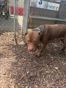 King Simba -  Mixed Breed Dog for Adoption in Cincinnati, Ohio - King Simba | PetCurious