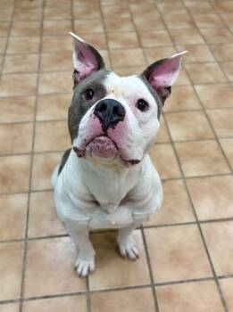 MICKEY -  Pit Bull Terrier and Mixed Breed Dog for Adoption in Indianapolis, Indiana - MICKEY | PetCurious
