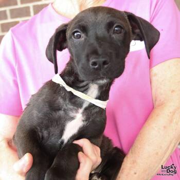 Ernestine -  Dachshund and Retriever Dog for Adoption in Washington, District Of Columbia - Ernestine | PetCurious