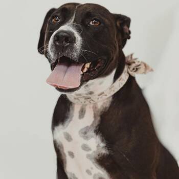 Comfy -  Pit Bull Terrier Dog for Adoption in Krum, Texas - Comfy | PetCurious