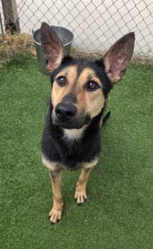 Mixed Breed Dogs Available for Adoption in Columbia, South Carolina - MAISY | PetCurious