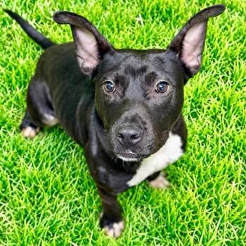 Stevie -  Terrier Dog for Adoption in Battle Creek, Michigan - Stevie | PetCurious