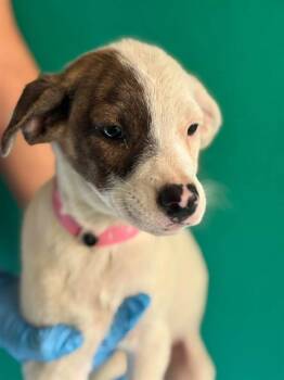 A256294 -  Australian Cattle Dog Blue Heeler and Mixed Breed Dog for Adoption in Visalia, California - A256294 | PetCurious