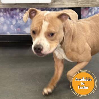 Pit Bull Terrier Dogs Available for Adoption - Goose | PetCurious