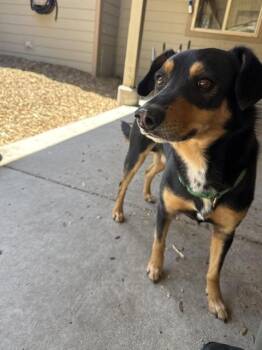 JACKSON -  Australian Kelpie and Mixed Breed Dog Available for Adoption in South Lake Tahoe, California - JACKSON | PetCurious