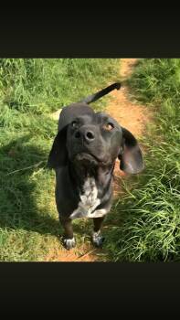 Terrier and Cattle Dog Dogs Available for Adoption - Fred | PetCurious