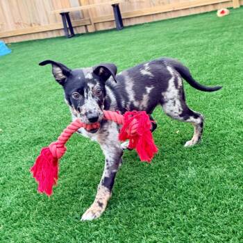 George -  Shepherd Dog for Adoption in La Grange, Kentucky - George | PetCurious