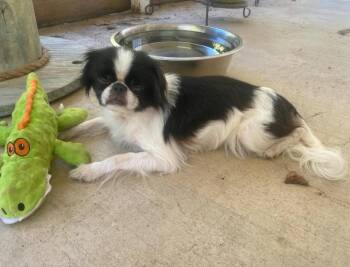 Bitsy in LA -  Japanese Chin Dog for Adoption in Cranston, Rhode Island - Bitsy In LA | PetCurious