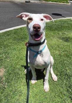 Pit Bull Terrier and Mixed Breed Dogs Available for Adoption in Honolulu, Hawaii - Greyson | PetCurious