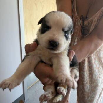 Great Pyrenees and Labrador Retriever Dogs Available for Adoption in Austin, Texas - Sprinkler | PetCurious