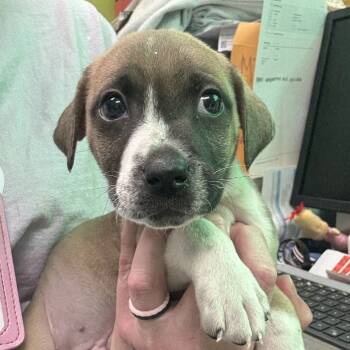 Rescue Labrador Retriever Dogs for Adoption in Huntsville, Alabama - Alexander | PetCurious