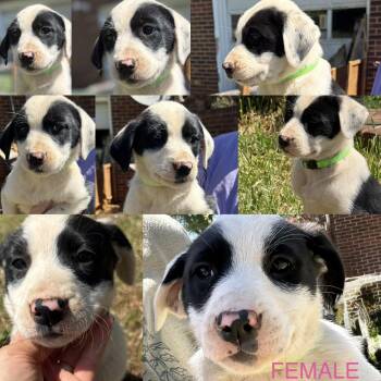 Border Collie Dogs Available for Adoption in Stuart, Virginia - Rosie  | PetCurious