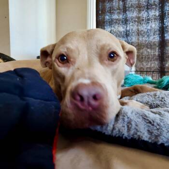 Pit Bull Terrier Dogs Available for Adoption - Finn-Such A  Wonderful Personality  | PetCurious