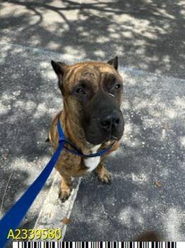 WILLARD -  Mixed Breed Dog for Adoption in West Palm Beach, Florida - WILLARD | PetCurious