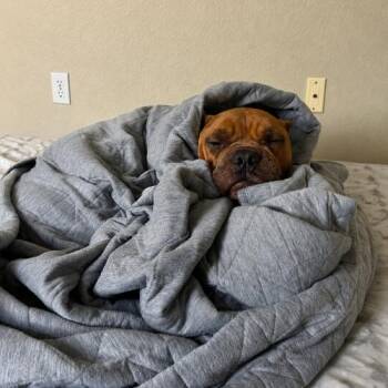 Eloise -  American Bulldog and Mixed Breed Dog for Adoption in Austin, Texas - Eloise | PetCurious