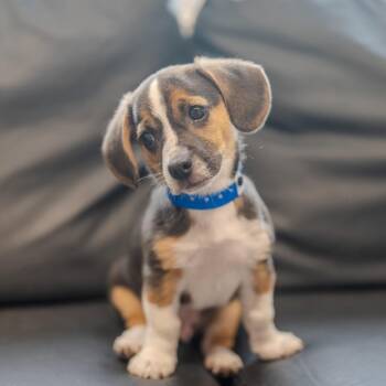 Max -  Beagle and Jack Russell Terrier Dog for Adoption in Pawling, New York - Max | PetCurious