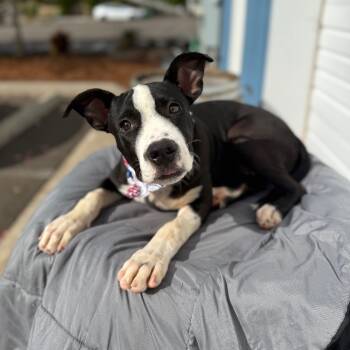 Rescue Pit Bull Terrier Dogs for Adoption in Newberg, Oregon - Matthew | PetCurious