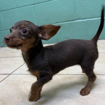 Linda -  Poodle Dog for Adoption in Latrobe, Pennsylvania - Linda | PetCurious