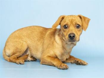 PELIROJO -  Chihuahua and Dachshund Dog for Adoption in Phoenix, Arizona - PELIROJO | PetCurious
