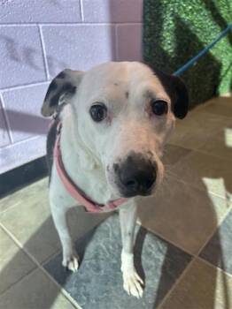 Mixed Breed Dogs Available for Adoption - Betty Boop | PetCurious