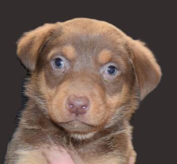 Rescue Doberman Pinscher and Mixed Breed Dogs for Adoption in Pahrump, Nevada - Bronco (June P2) | PetCurious