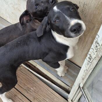 Ross -  Beagle and Labrador Retriever Dog for Adoption in La Grange, Kentucky - Ross | PetCurious