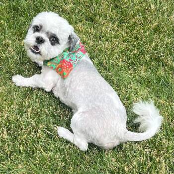 Rescue Shih Tzu Dogs for Adoption in Pleasanton, California - CHIP | PetCurious