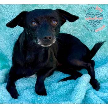 Rescue Chiweenie Dogs for Adoption in Inglewood, California - Aqua Boy | PetCurious