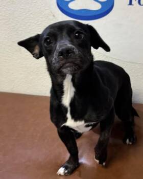 Twinkle -  Chihuahua and French Bulldog Dog for Adoption in Las Vegas, Nevada - Twinkle | PetCurious