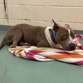 Mixed Breed Dogs Available for Adoption in Memphis, Tennessee - Mr. Brooks | PetCurious