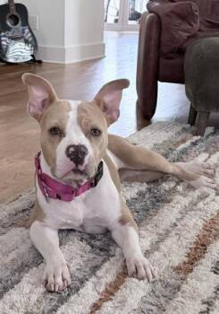IVY -  Staffordshire Bull Terrier and Mixed Breed Dog for Adoption in Charlotte, North Carolina - IVY | PetCurious