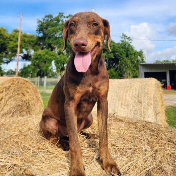 Youpon Yogi Whiskey -  Labrador Retriever and Doberman Pinscher Dog for Adoption in Friendswood, Texas - Youpon Yogi Whiskey | PetCurious