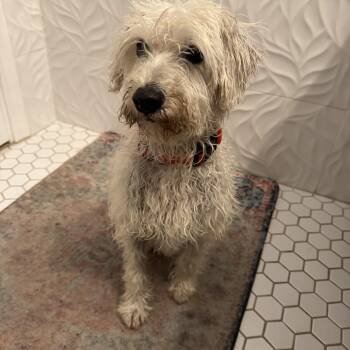 West Highland White Terrier Westie and Miniature Poodle Dogs Available for Adoption in Redlands, California - Trudie | PetCurious