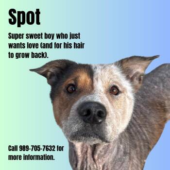 Rescue Shepherd Dogs for Adoption in Gaylord, Michigan - Spot #9 Of 8-15-25 | PetCurious