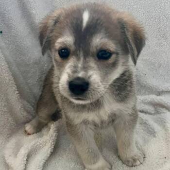 Shepherd Dogs Available for Adoption - Amor C207 | PetCurious