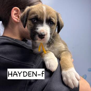 Anatolian Shepherd and Boxer Dogs Available for Adoption - Hayden | PetCurious