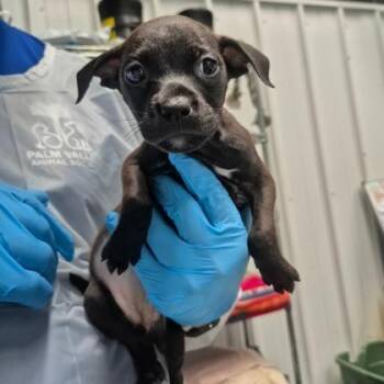 Silverwing -  Labrador Retriever and Mixed Breed Dog for Adoption in Morton Grove, Illinois - Silverwing | PetCurious