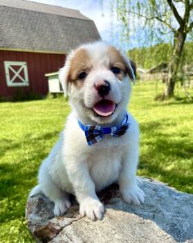 Retriever and Australian Shepherd Dogs Available for Adoption in Pittsboro, North Carolina - Niko | PetCurious