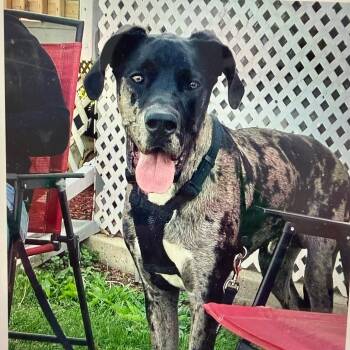 Rescue Great Dane Dogs for Adoption in Normal, Illinois - Ralphy | PetCurious